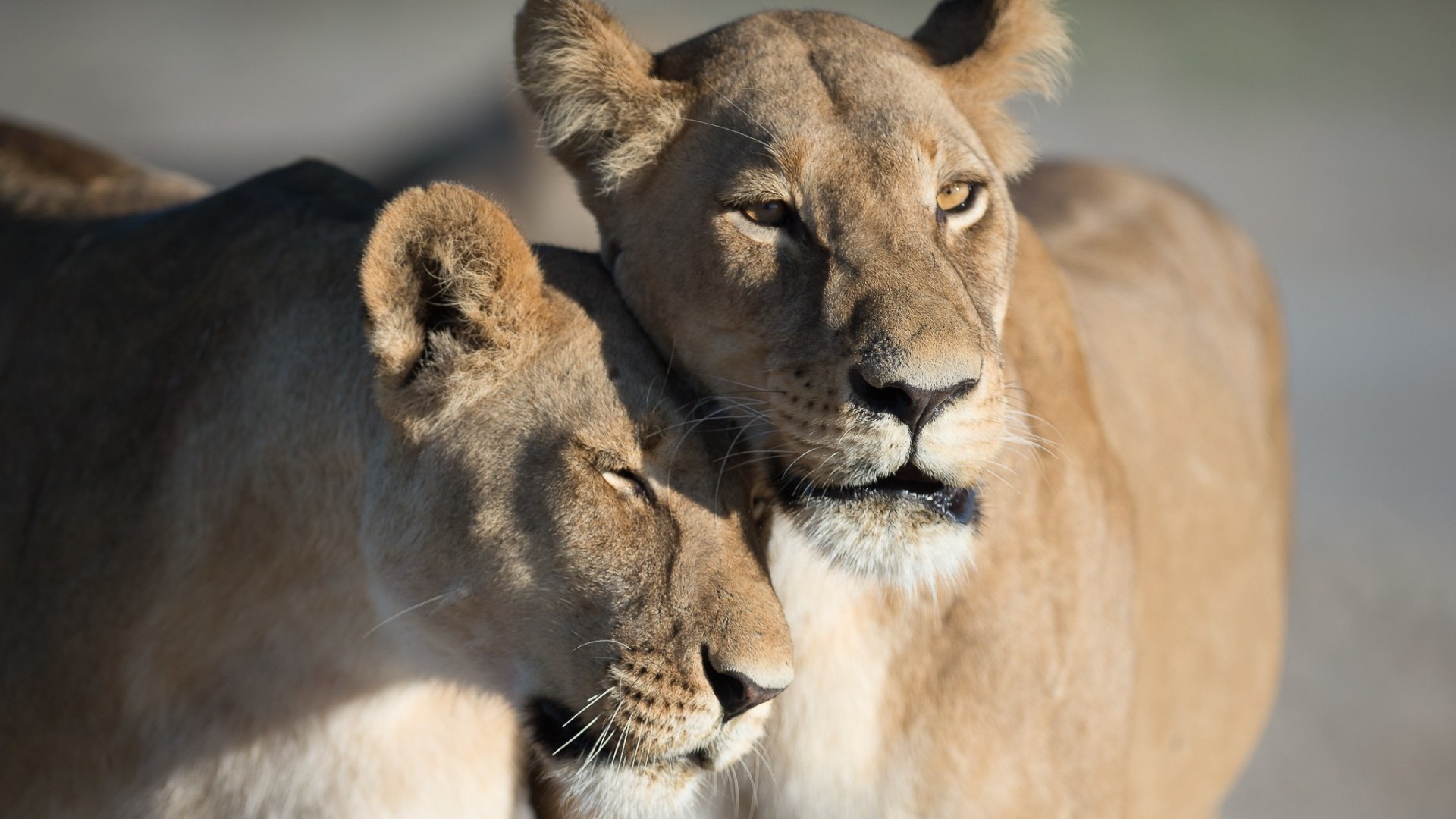 Camping-Safari im wilden Botswana